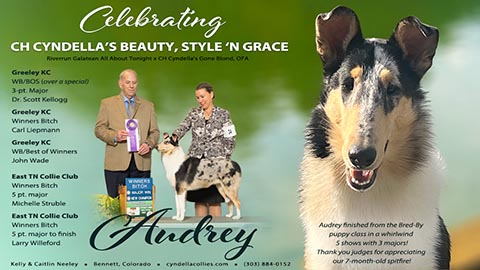 Cyndella Collies -- CH Cyndella's Beauty, Style 'N Grace