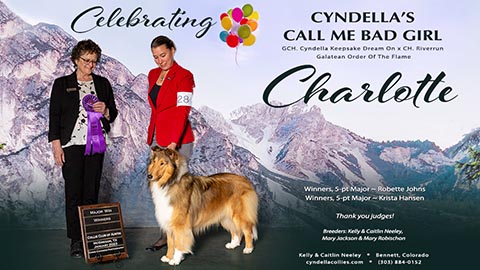 Cyndella Collies -- CH Cyndella's Call Me Bad Girl