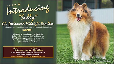 Devinwood Collies -- CH Devinwood Midnight Rambler