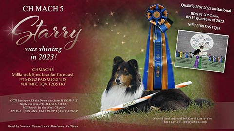 Forecast Collies -- CH MACH5 Millknock Spectacular Forecast PT MXG2 PAD MJG2 PJD NJP MFC TQX T2B5 TKI