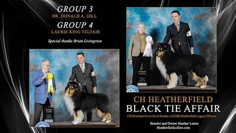 Heatherfield Collies -- GCH Heatherfield Black Tie Affair