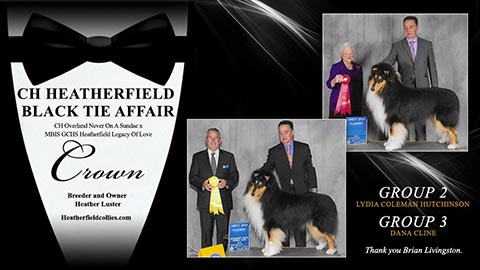 Heatherfield Collies -- GCH Heatherfield Black Tie Affair