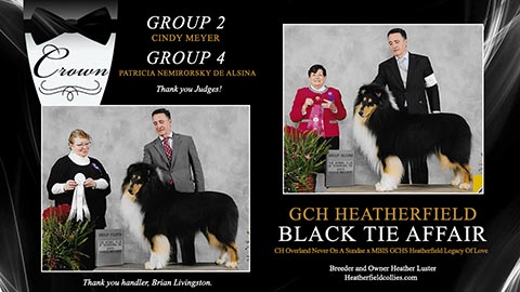 Heatherfield Collies -- GCH Heatherfield Black Tie Affair