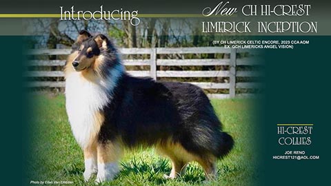 Hi-Crest Collies -- CH Hi-Crest Limerick Inception