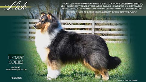 Hi-Crest Collies -- CH Hi-Crest Limerick Inception