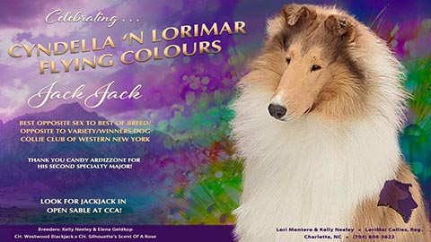 LoriMar Collies / Cyndella Collies -- Cyndella 'N Lorimar Flying Colours