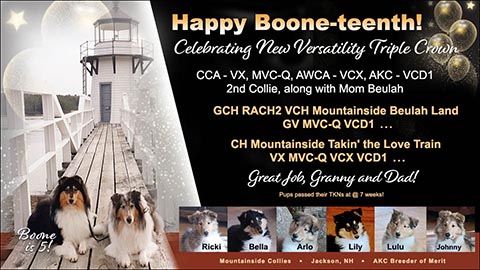 Mountainside Collies -- GCH RACH2 VCH Mountainside Beulah Land GV MVC-Q VCD1 / CH Mountainside Takin' the Love Train VX MVC-Q VCX VCD1