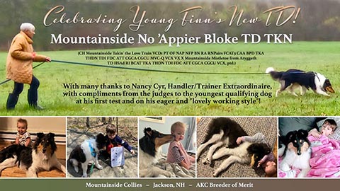 Mountainside Collies -- Mountainside No 'Appier Bloke TD TKN