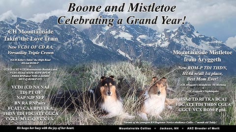 Mountainside Collies -- CH Mountainside Takin' The Love Train / Mountainside Mistletoe From Aryggeth