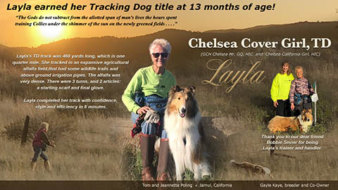 Tom and Jeannette Poling / Gayle Kaye, Chelsea Collies -- Chelsea Cover Girl TD