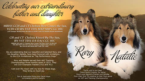 Tom and Jeannette Poling / Gayle Kaye, Chelsea Collies -- GCH CT Chelsea Here Comes the Sun,VCD1 CD BN VST TDX MXP MJP CGC HIC / CH CT Chelsea Kissed By The Sun, BN VST TDX OA OAJ CGC HIC