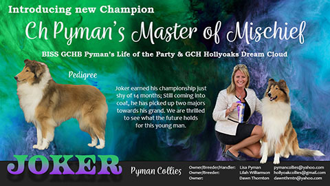 Pyman Collies -- CH Pyman's Master Of Mischief