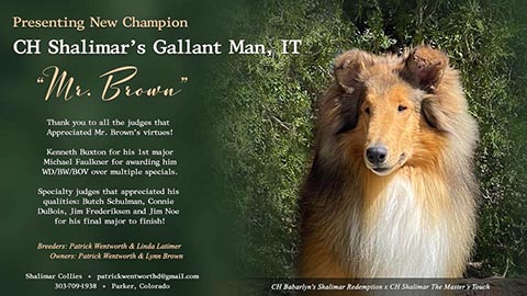 Shalimar Collies -- CH Shalimar's Gallant Man, IT