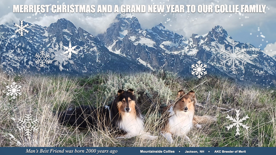Mountainside Collies -- Featuring Boone and Mistletoe