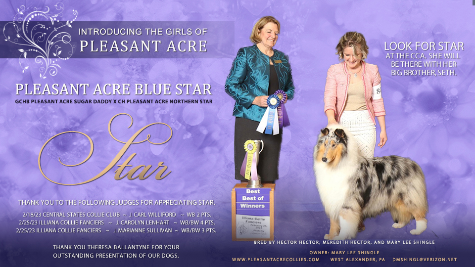 Pleasant Acre Collies -- Pleasant Acre Blue Star