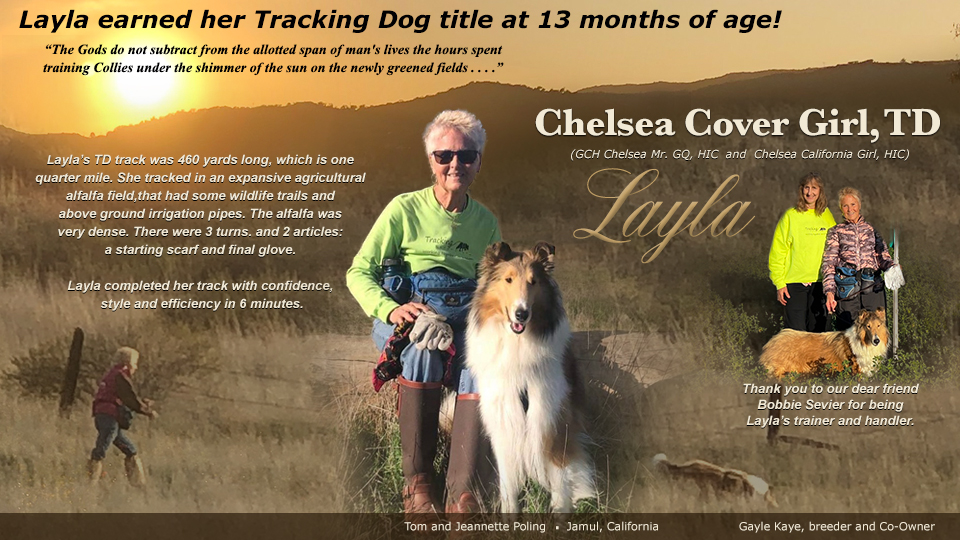 Tom and Jeannette Poling / Gayle Kaye, Chelsea Collies -- Chelsea Cover Girl TD