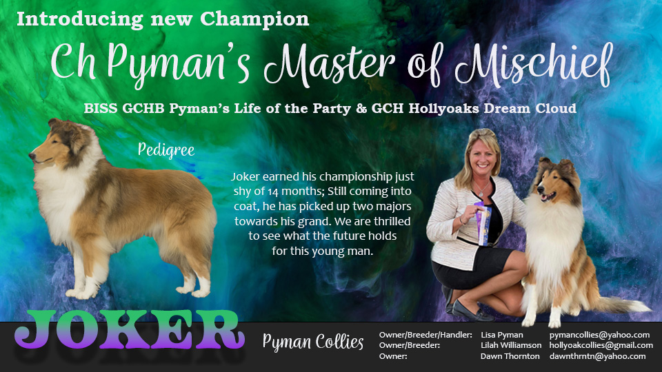 Pyman Collies -- CH Pyman's Master Of Mischief
