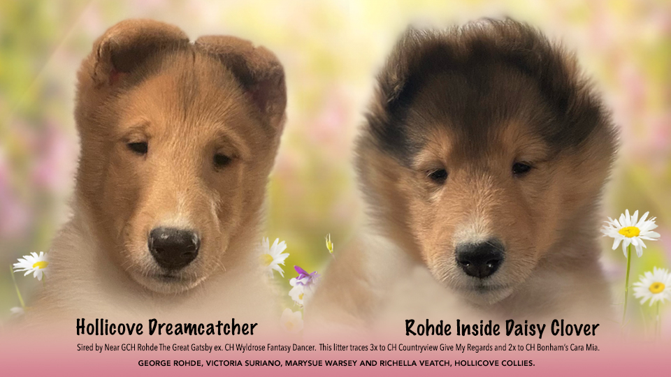 Rohde Collies / Hollicove Collies -- Hollicove Dreamcatcher / Rohde Inside Daisy Clover