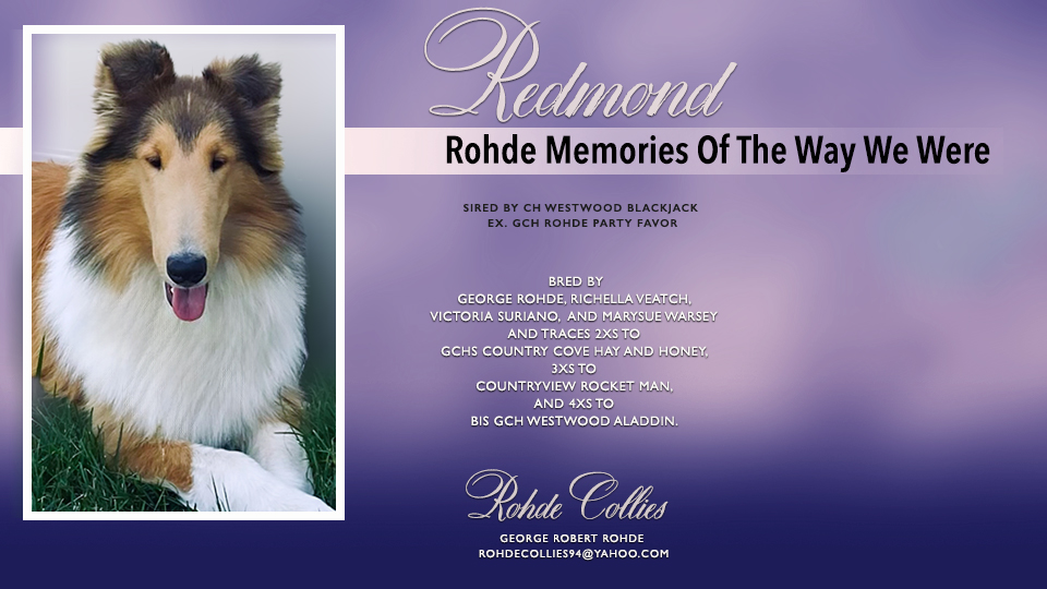 Rohde Collies -- Rohde Memories Of The Way We Were