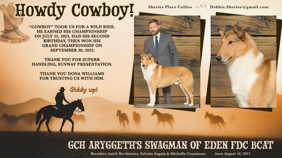 Sherier Place Collies -- GCH Aryggeth's Swagman Of Eden FDC BCAT