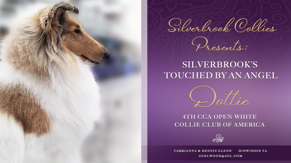 Silverbrook Collies -- Silverbrook's Touched By An Angel