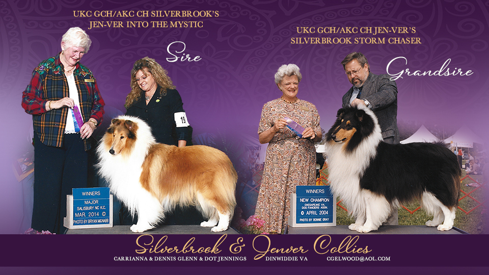 Silverbrook Collies / Jenver Collies -- UKC GCH/AKC CH Silverbrook's Jen-Ver Into The Mystic / UKC GCH/AKC CH Jen-Ver's Silverbrook Storm Chaser