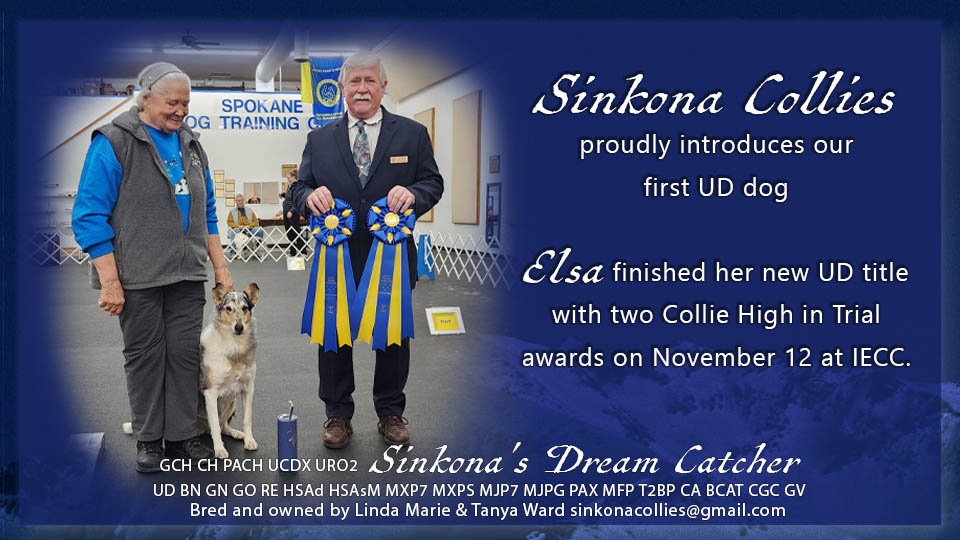 Sinkona Collies -- GCH CH PACH UCDZ URO2 Sinkona's Dream Catcher UD BN GN GO RE HSAd HSAsM MXP7 MXPS MJP7 MJPG PAX MFP T2BP CA BCAT CGC GV