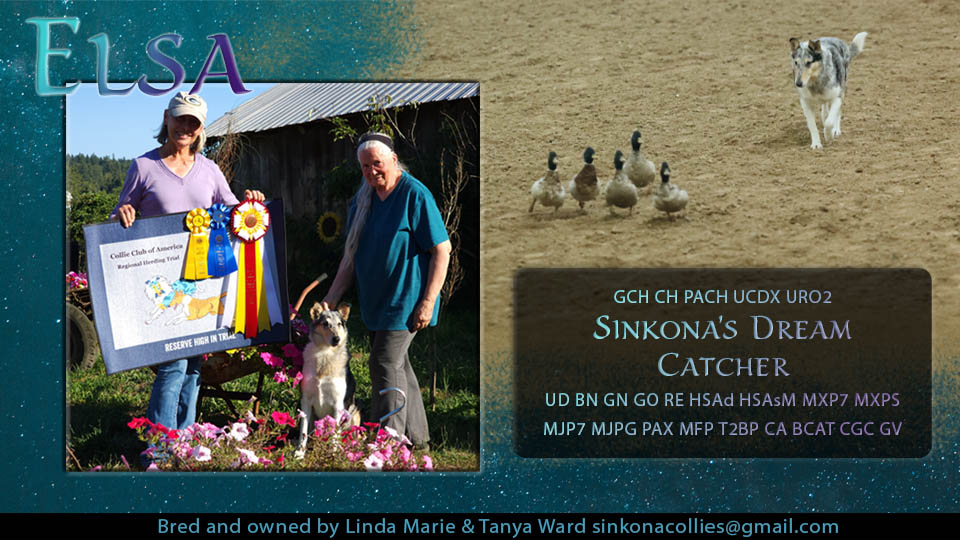 Sinkona Collies -- GCH CH PACH UCDZ URO2 Sinkona's Dream Catcher UD BN GN GO RE HSAd HSAsM MXP7 MXPS MJP7 MJPG PAX MFP T2BP CA BCAT CGC GV