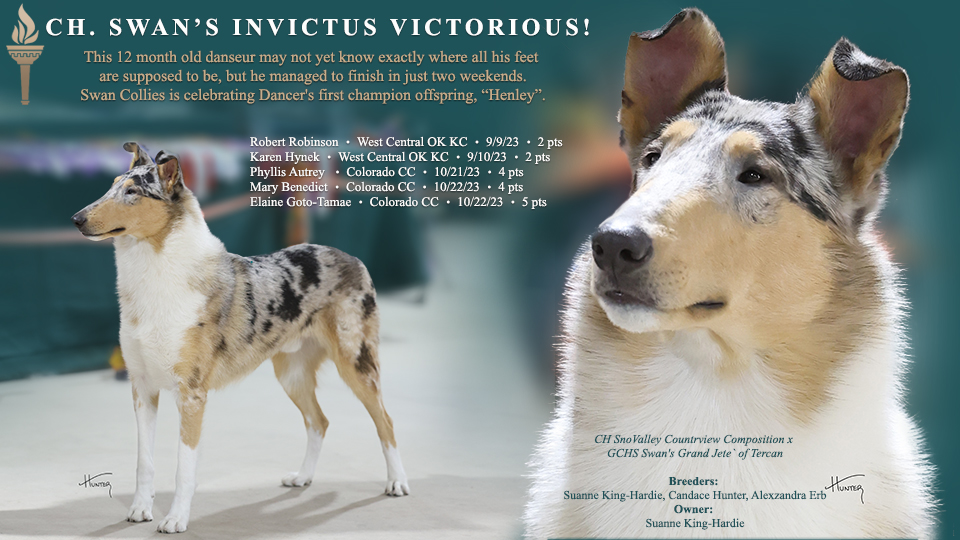 Swan Collies -- CH Swan's Invictus Victorious!