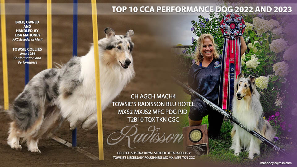 Towsie Collies -- CH AGCH MACH4 Towsie's Radisson Blu Hotel MXS2 MXJS2 MFC PDG PJD T2B10 TQX TKN CGC