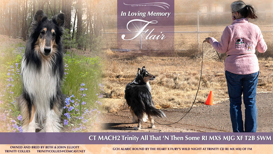 Trinity Collies -- In loving memory of CT MACH2 Trinity All That ‘N Then Some RI MXS MJG XF T2B SWM