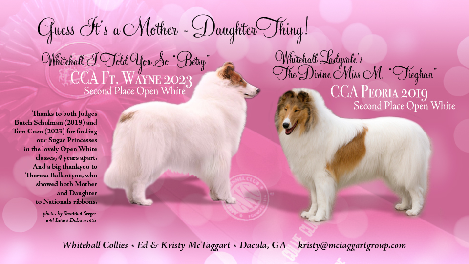 Whitehall Collies -- Whitehall I told You So / Whitehall Ladyvale's The Divine Miss M 