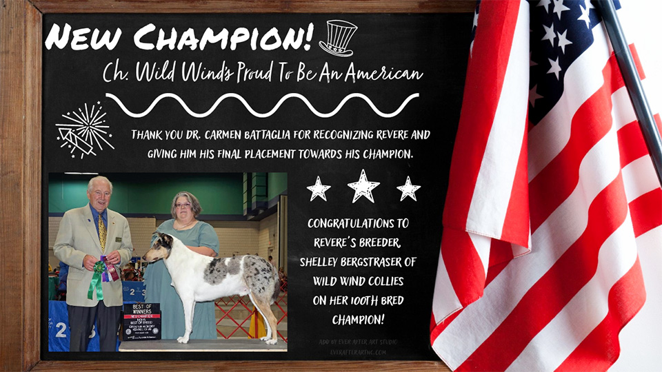 Wild Wind Collies -- CH Wild Wind's Proud To Be An American