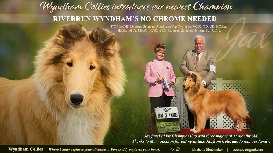 Wyndham Collies -- CH Riverrun Wyndham's No Chrome Needed