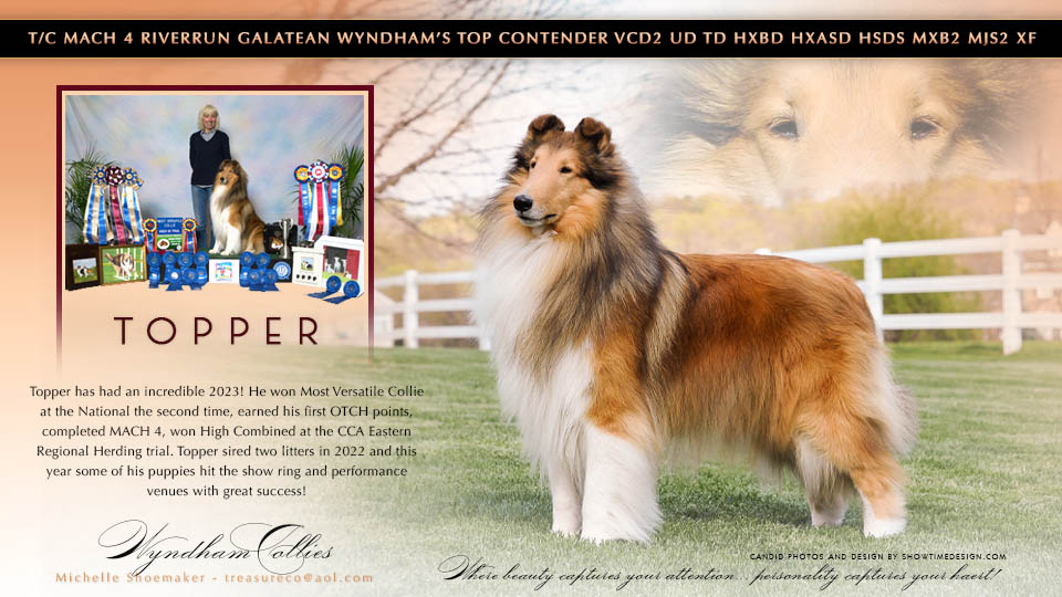 Wyndham Collies -- T/C MACH 4 Riverrun Galatean Wyndham's Top Contender VCD2 UD TD HSBd HXAsd HSds MXB2 MJS2 XF