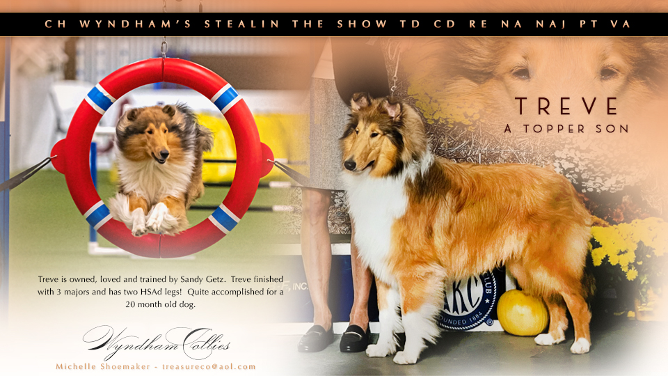 Wyndham Collies -- CH Wyndham's Stealin The Show TD CD RE NA NAJ PT VA