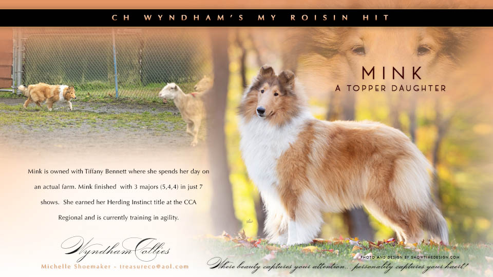 Wyndham Collies -- CH Wyndham's My Roisin HIT