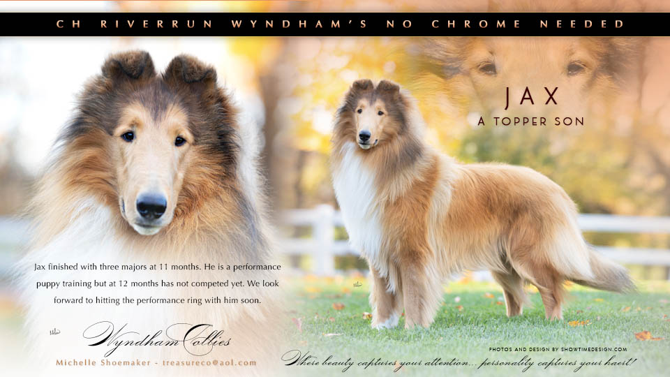 Wyndham Collies -- CH Riverrun Wyndham's No Chrome Needed