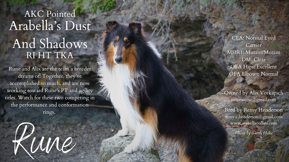 Arabella Collies -- Arabella's Dust And Shadows RI HT TKA