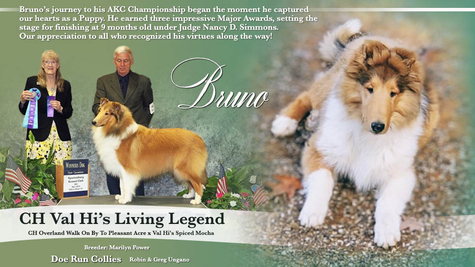 Doe Run Collies -- CH Val Hi's Living Legend