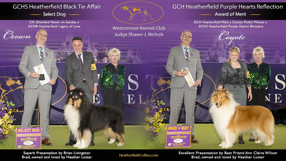 Heatherfield Collies -- GCHS Heatherfield Black Tie Affair / GCH Heatherfield Purple Hearts Reflection