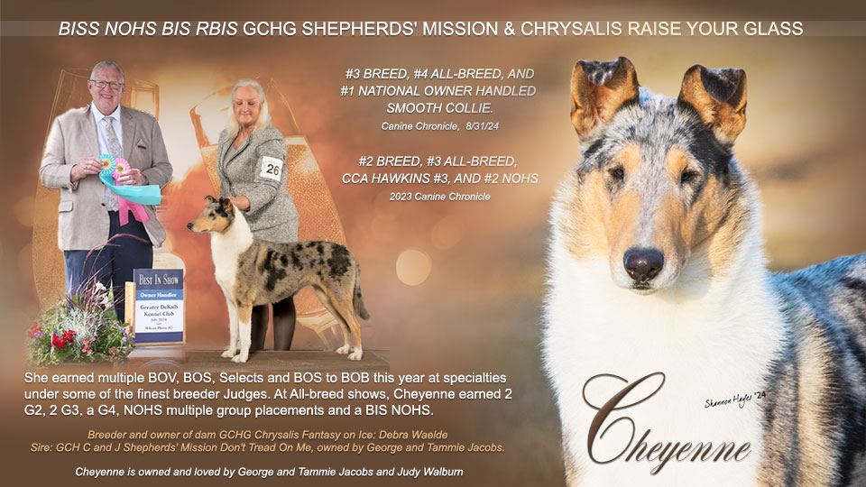 Shepherd Mission Collies -- GCHG Shepherds' Mission & Chrysalis Raise Your Glass