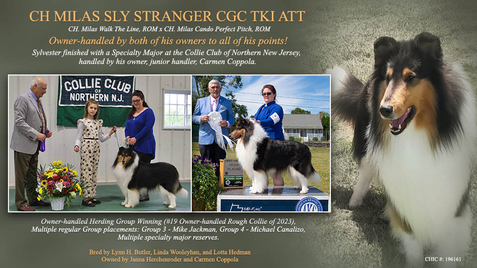 Milas Collies -- CH Milas Sly Stranger CGC TKI ATT