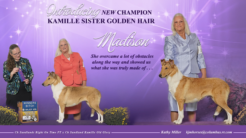 Kamille Collies -- CH Kamille Sister Golden Hair