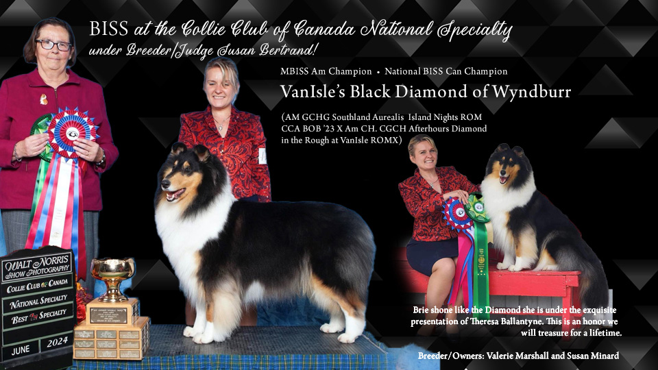 VanIsle Collies / Prairiepine Collies -- AM/CAN VanIsle's Black Diamond Of Wyndburr