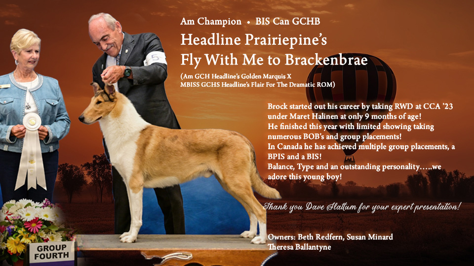 Prairiepine Collies / Headline Collies -- AM/CAN GCHB Headline Prairiepine's Fly With Me To Brackenbrae