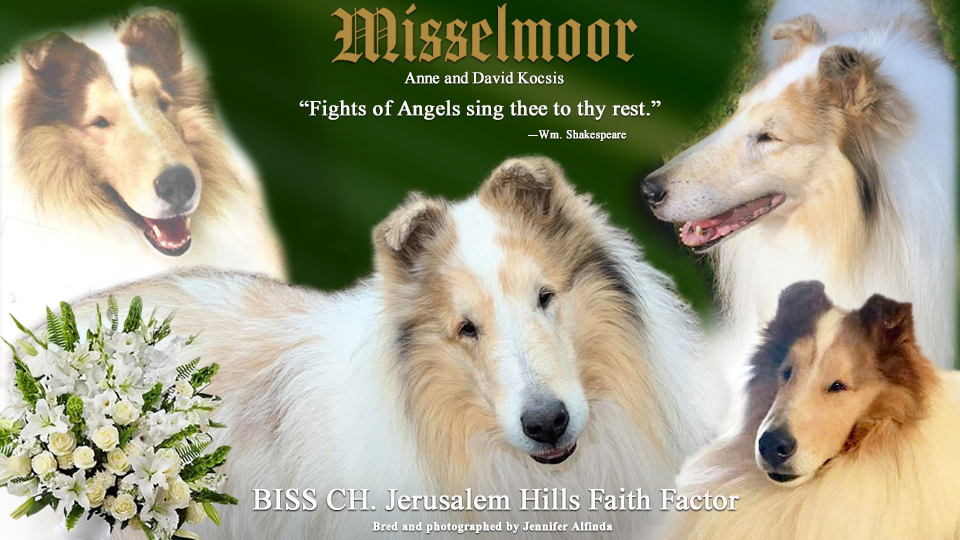 Misselmoor Collies -- In Loving memory of CH Jerusalem Hills Faith Factor