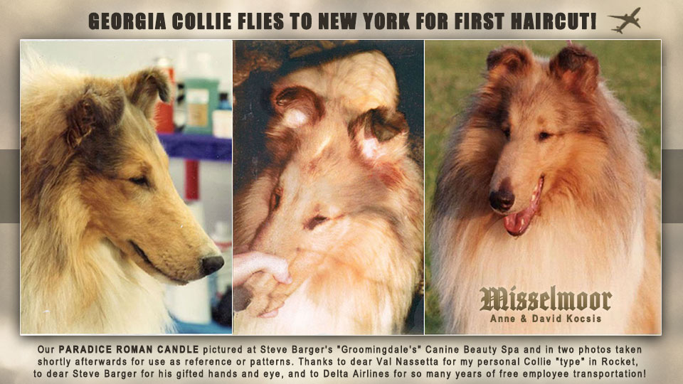 Misselmoor Collies -- Paradice Roman Candle