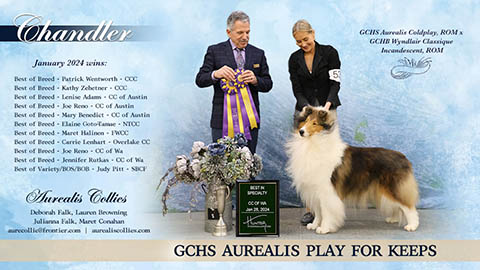 Aurealis Collies -- GCHS Aurealis Play For Keeps