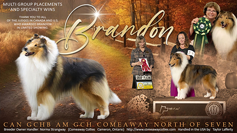 Comeaway Collies -- CAN GCHB / AM GCH Comeaway North Of Seven